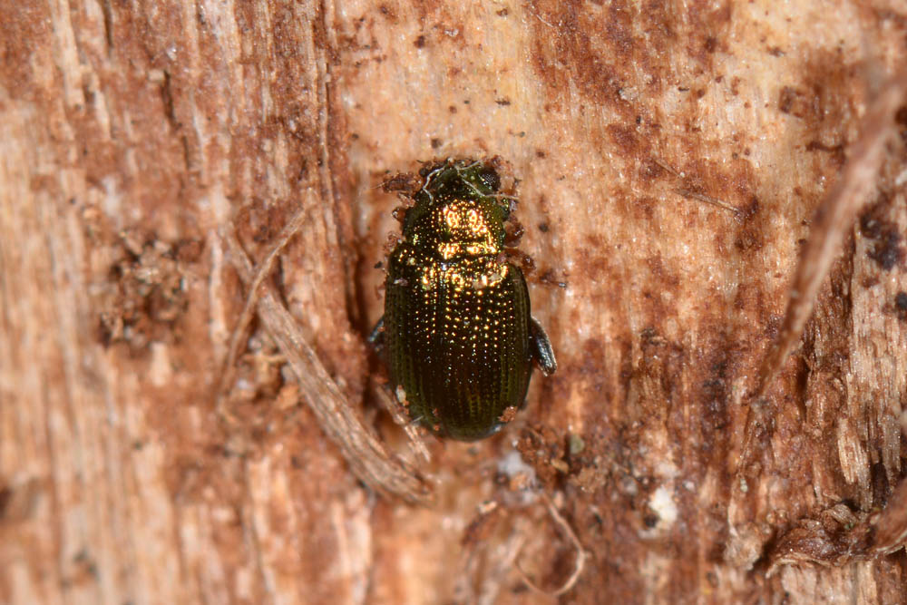 Chrysomelidae:  Crepidodera cfr. fulvicornis